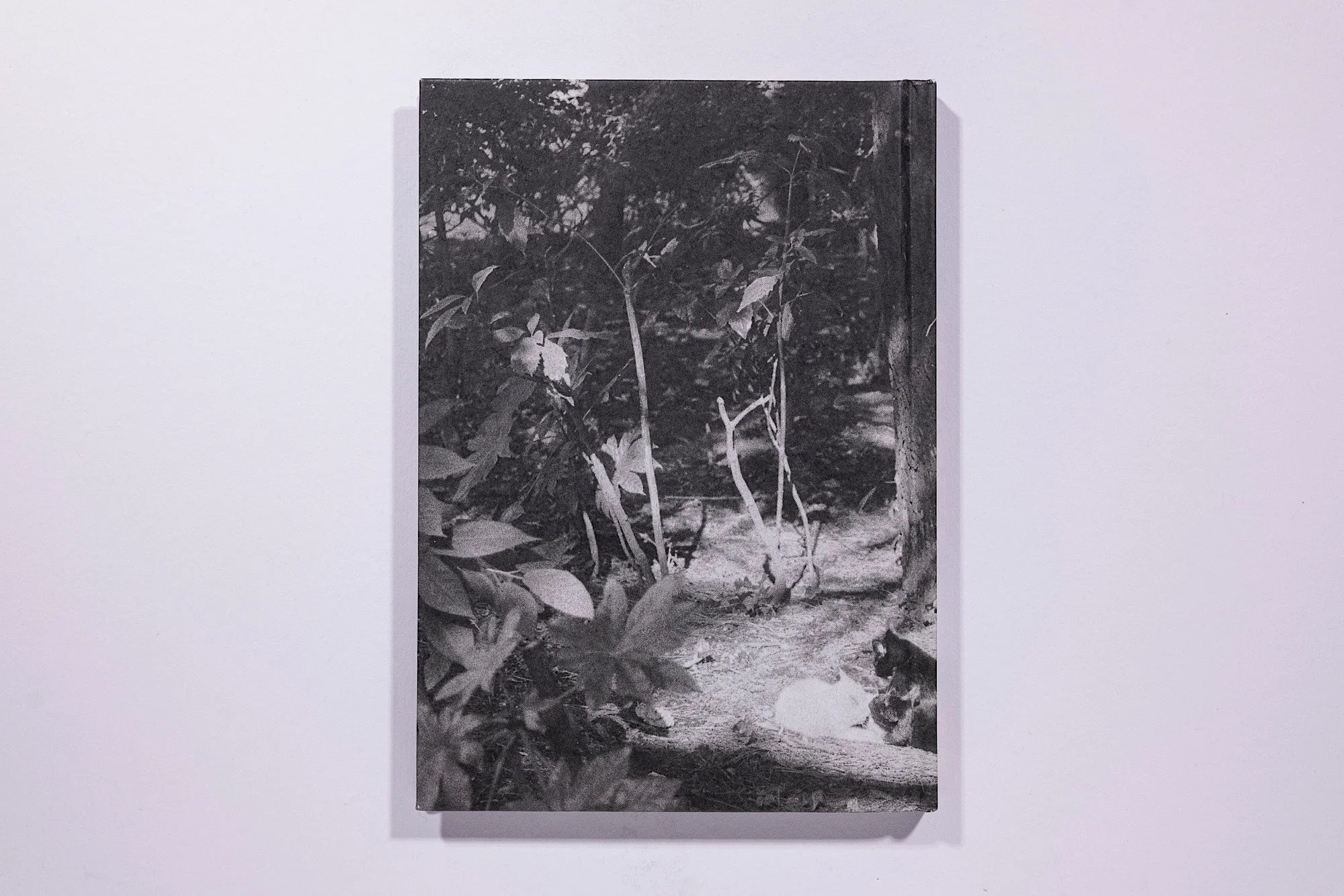 Asako Shimazaki, Ayu No Kaze - Image 2