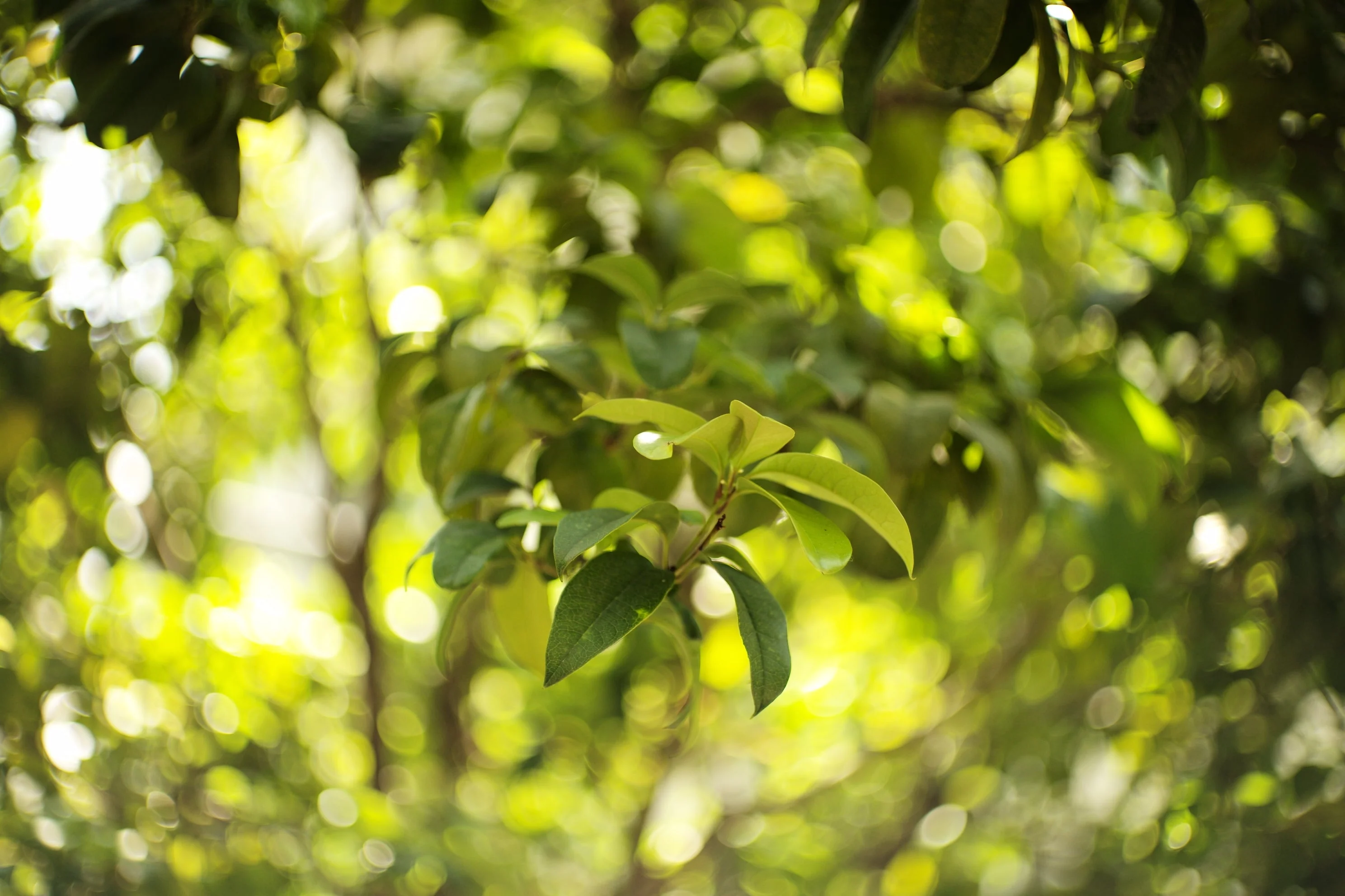 Light Lens Lab 50mm f1.9 Rigid Super Six - Standard - Image 7