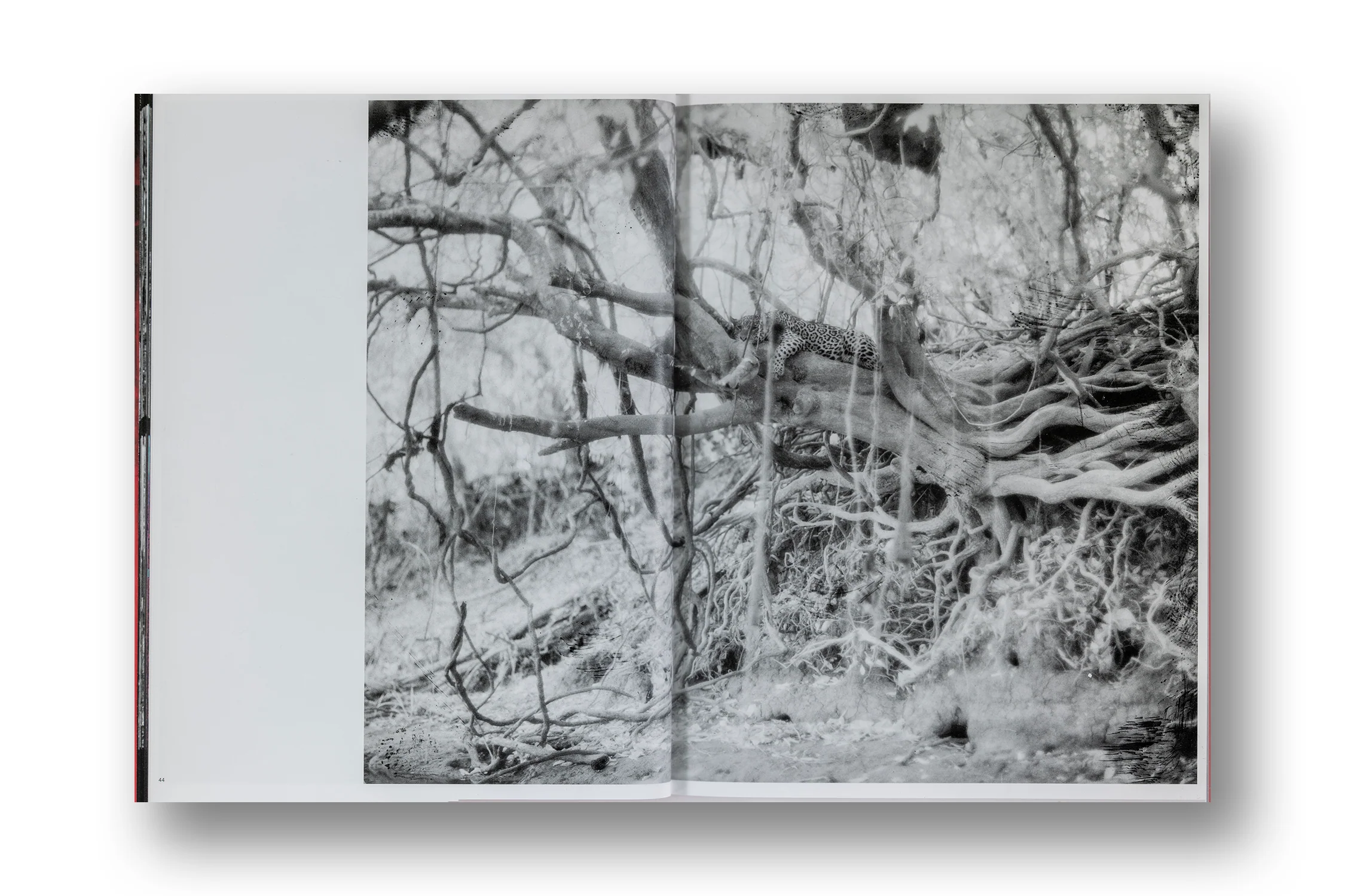 Richard Mosse, Broken Spectre - Image 6