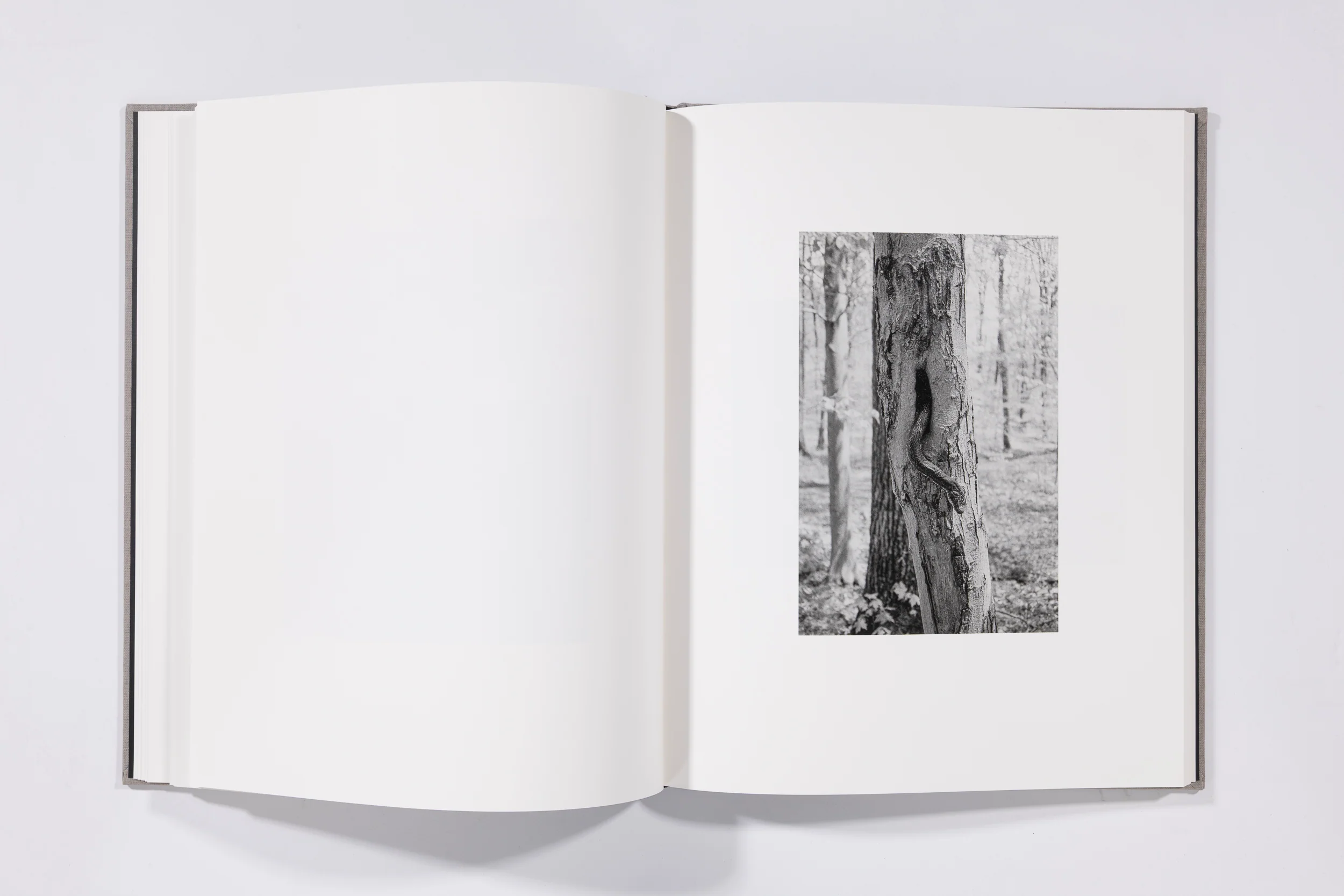 The Seraphim - Jesse Lenz - Image 11