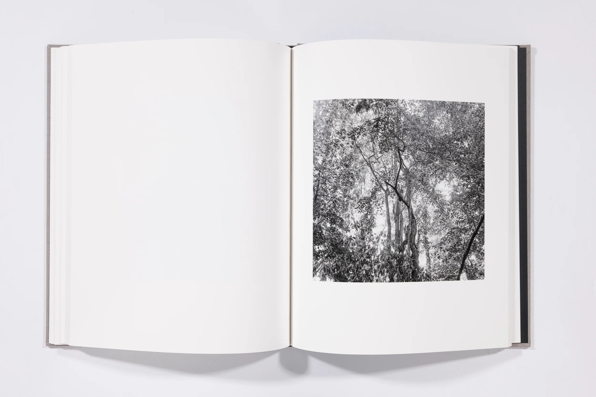 The Seraphim - Jesse Lenz - Image 13