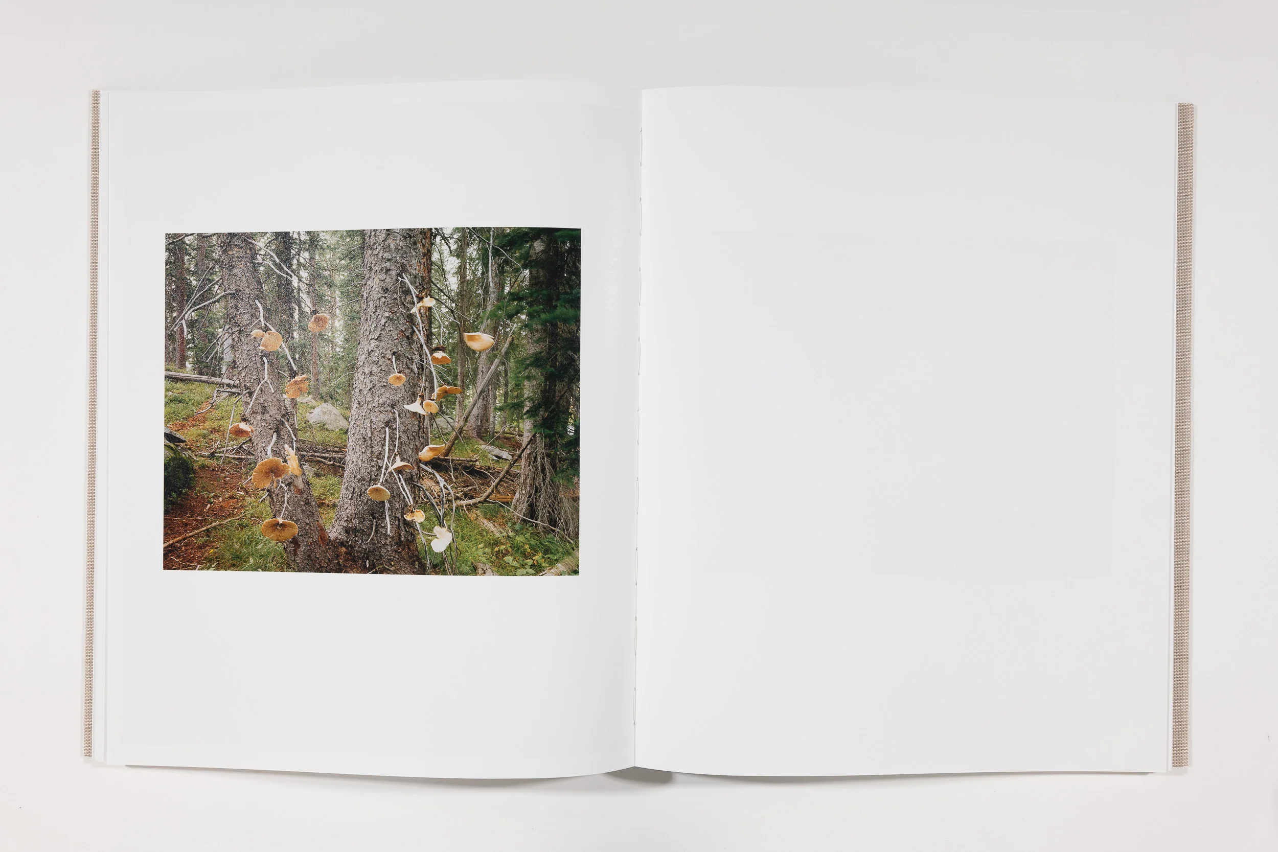 Trent Davis Bailey, The North Fork - Image 10